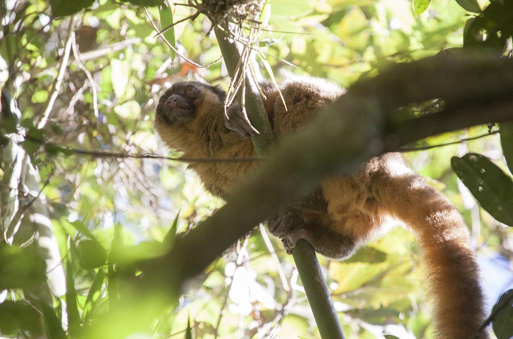 Lémurien, parc de Ranomafana, les Hautes-Terres [Madagascar] - 2017