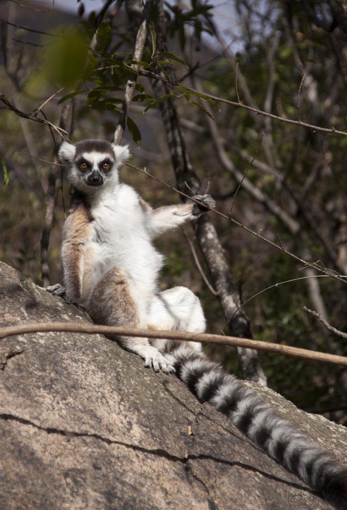 Lémurien Maki Catta, réserve d'Anja [Madagascar] - 2017