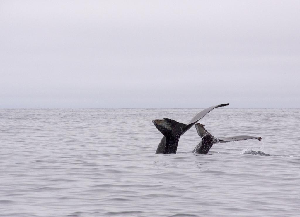 Baleines au large de Monterey, Californie [Etats-Unis]