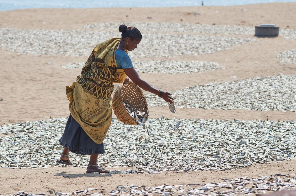 Séchage du poisson [Orissa, Inde] - 2020
