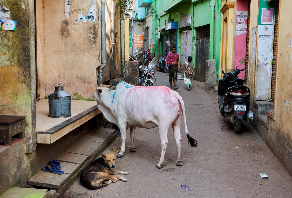 Dans les rues de Puri [Orissa, Inde] - 2020
