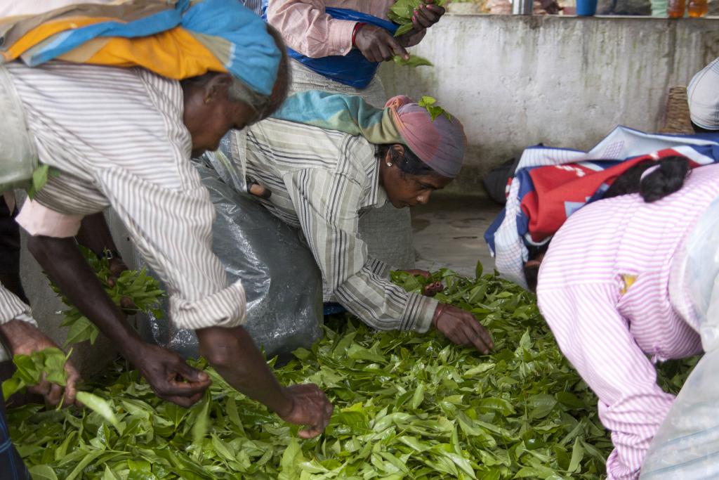 Sri Lanka, Sélection des feuilles de thé