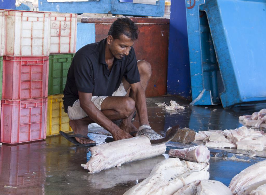 Découpe du poisson, Beruwala [Sri Lanka] - 2016