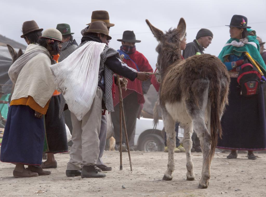 Marché aux animaux de Guamote [Equateur] - 2015