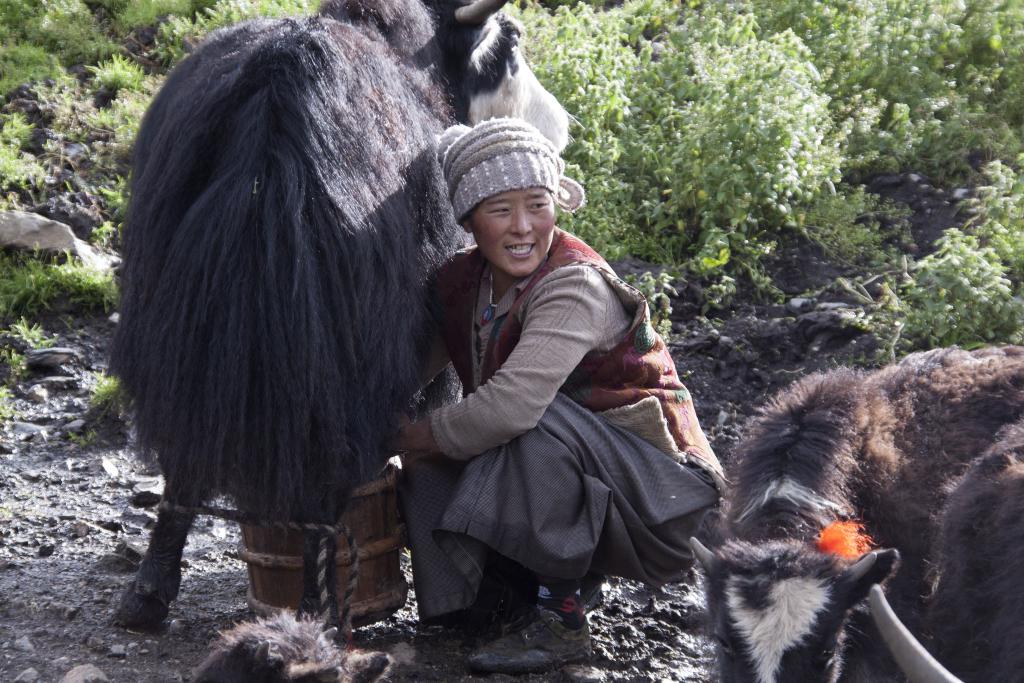 Traite des yacks, Niglong Thang, Pays de Kham, ancien Tibet [Chine) - 2014