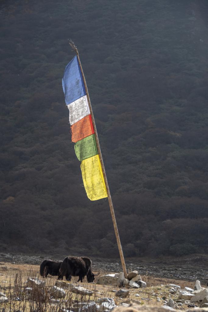 Descente vers Kulu Khar, district de Gasa [Bhoutan] - 2018