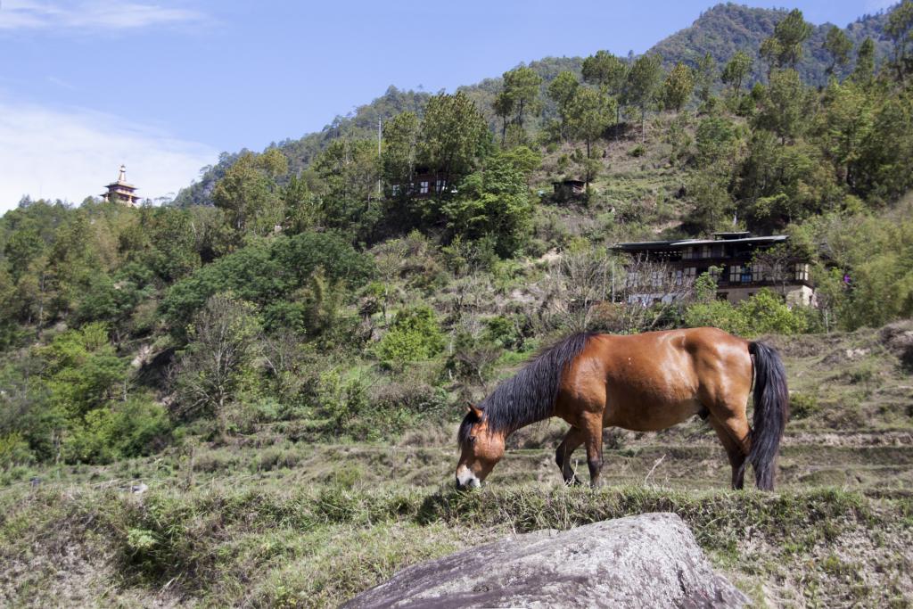 Vallée de Punakha [Bhoutan] - 2017