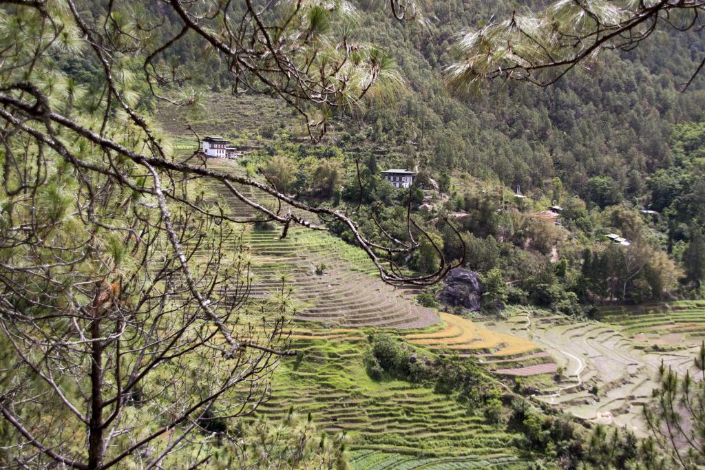 Vallée de Punakha [Bhoutan] - 2017