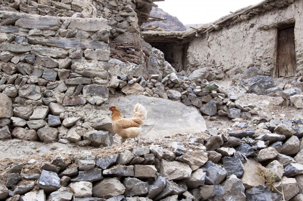 Une poule à Guintan [Tadjikistan] - 2013