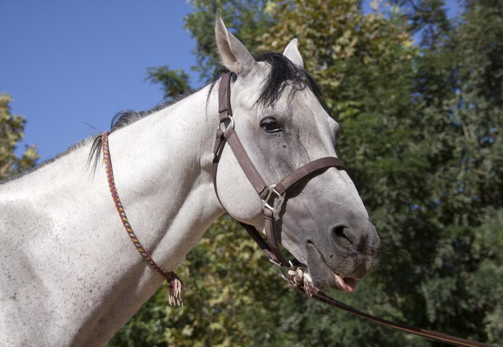 Un cheval de la fameuse race Ahaltekke [Turkmenistan] - 2013
