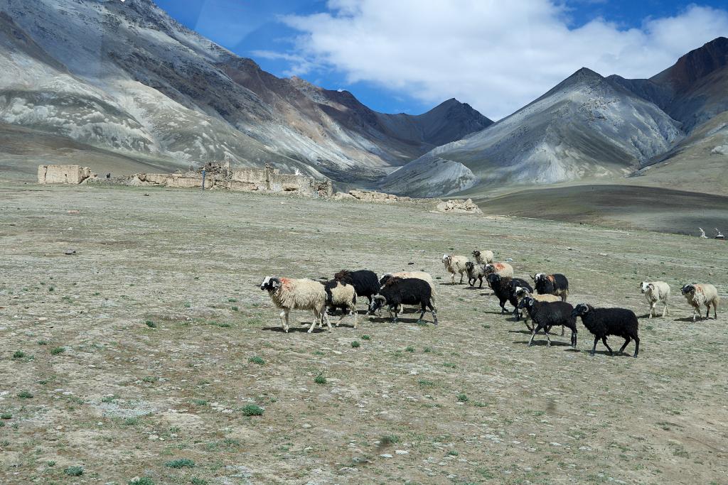 Au-delà du Karo La [Tibet] - 2019