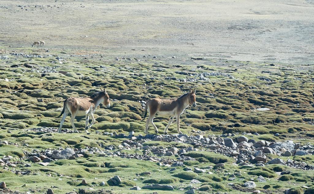 Khiangs (ânes sauvages) [Tibet] - 2019