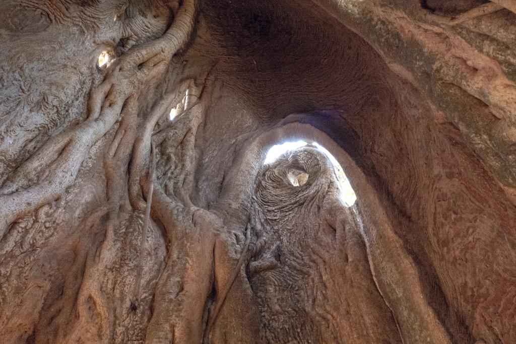 Baobab creux, pays Otammari [Bénin] - 2018
