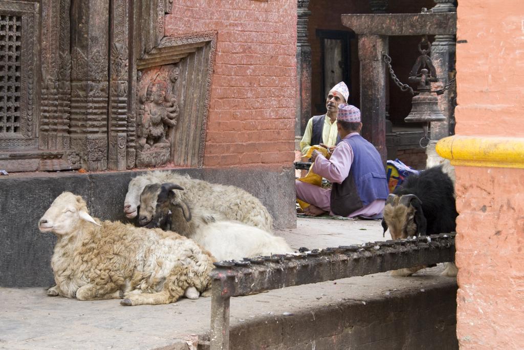 Le temple des Boucs, Kathmandu